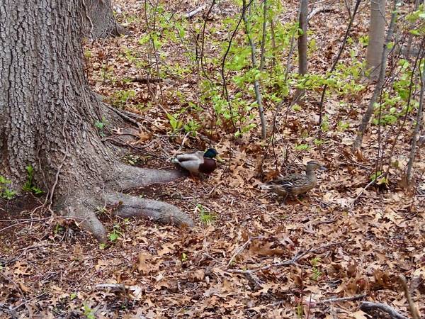 M. Wong at Salter Grove